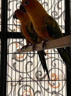 Sun conure pair with DNA