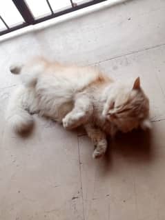 persian adult cat not spayed