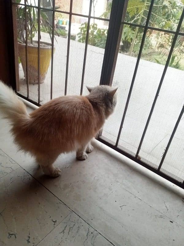 persian adult cat not spayed 1