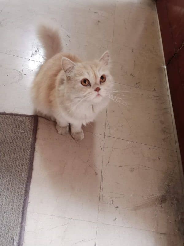 persian adult cat not spayed 2