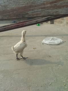 I am sell a hens of best price  03258298752  number desi breed