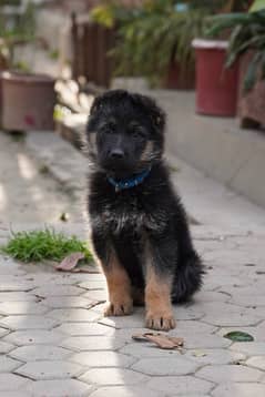 Double coat German shepherd puppies, 100% pure breed, 50 days old.