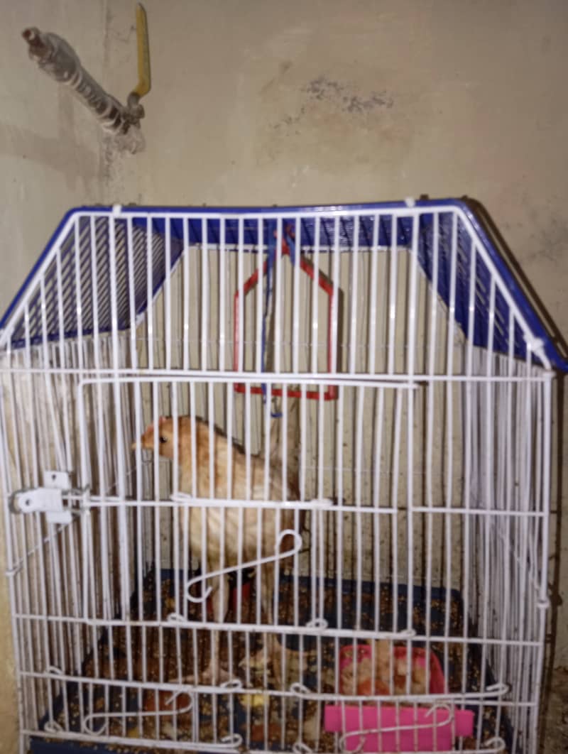 1 hen for sale 2