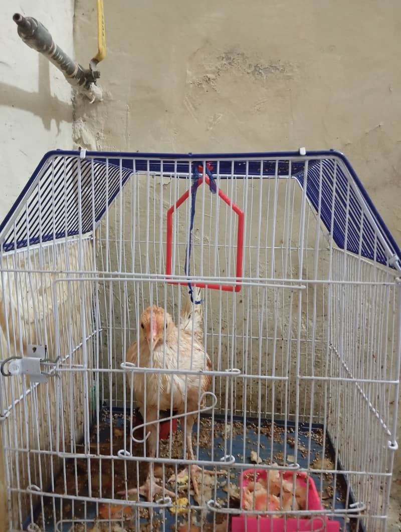 1 hen for sale 3