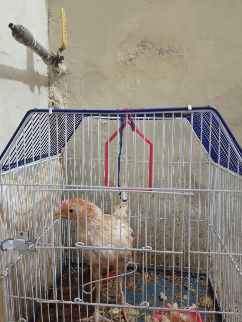 1 hen for sale 4