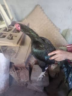 9 month hen color black gold