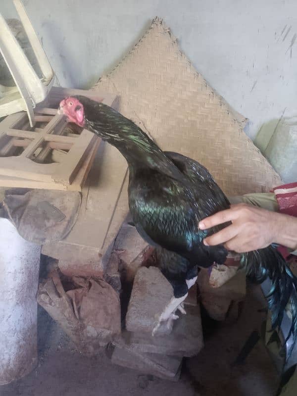 9 month hen color black gold 0