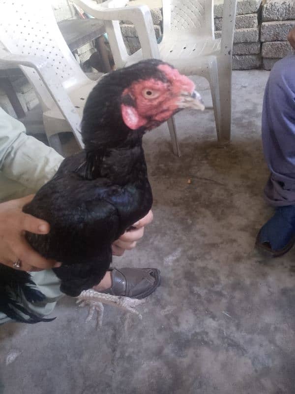 9 month hen color black gold 3