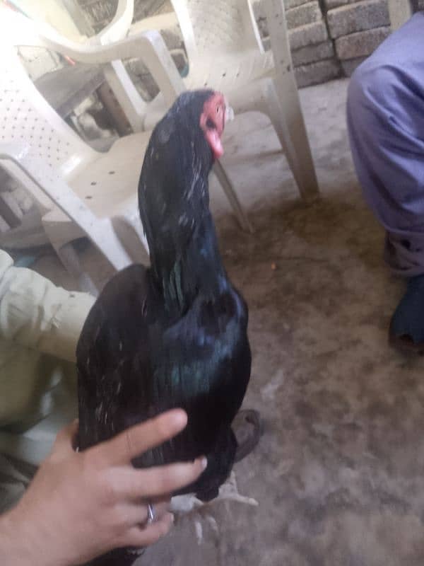 9 month hen color black gold 5