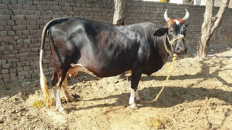 Cow | Shaiwali Cow | Gbhn Cow | Cow For Sale 5