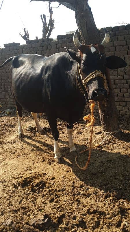 Cow | Shaiwali Cow | Gbhn Cow | Cow For Sale 6