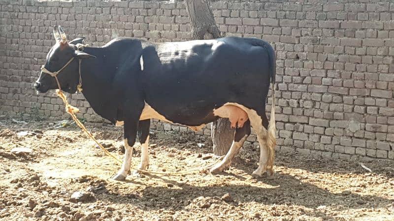 Cow | Shaiwali Cow | Gbhn Cow | Cow For Sale 7