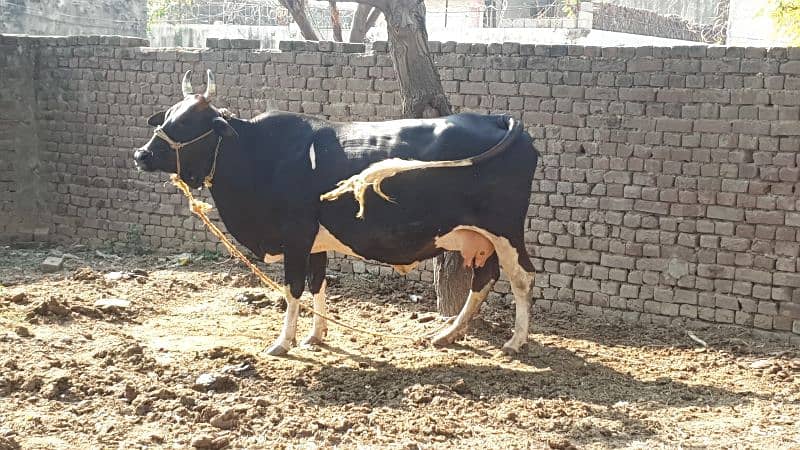 Cow | Shaiwali Cow | Gbhn Cow | Cow For Sale 8