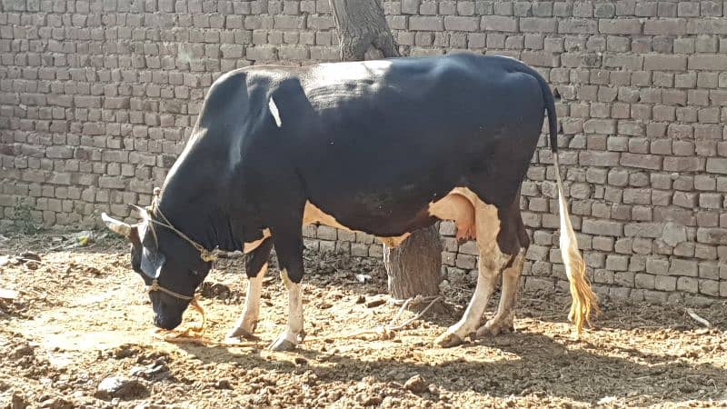 Cow | Shaiwali Cow | Gbhn Cow | Cow For Sale 9