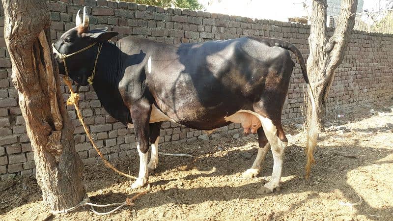 Cow | Shaiwali Cow | Gbhn Cow | Cow For Sale 10