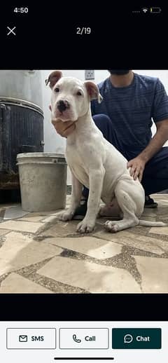 pitbull | pitbull male pup | American bully male