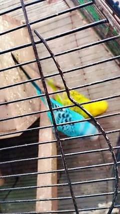 exhibition Exhibition breeder pair for sale loc Sialkot