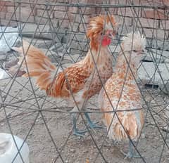 fancy puff polish hen pair