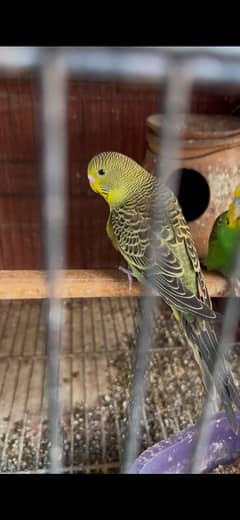 Budgies available split blackface