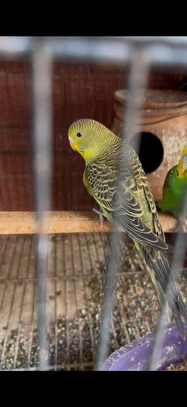 Budgies available split blackface 0