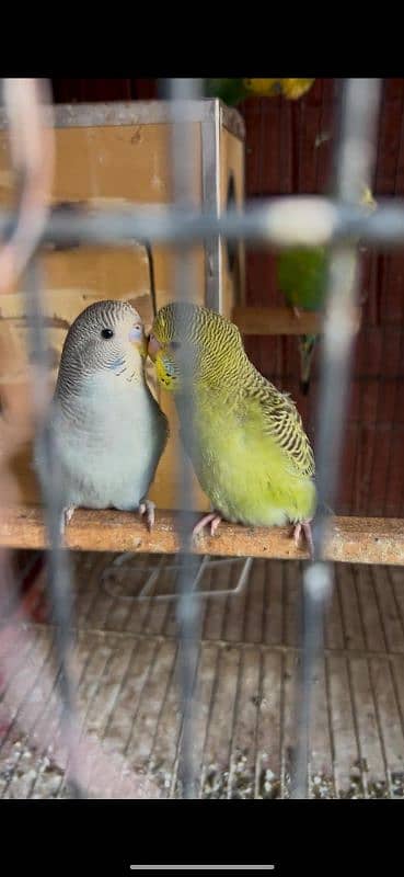 Budgies available split blackface 1