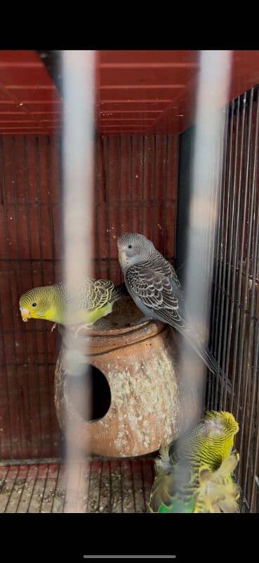 Budgies available split blackface 2