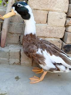 very nice couple duck and ducky rabta number 0303- 9001547