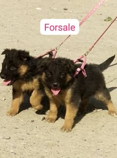 top quality gsd proper long coat pair for sale