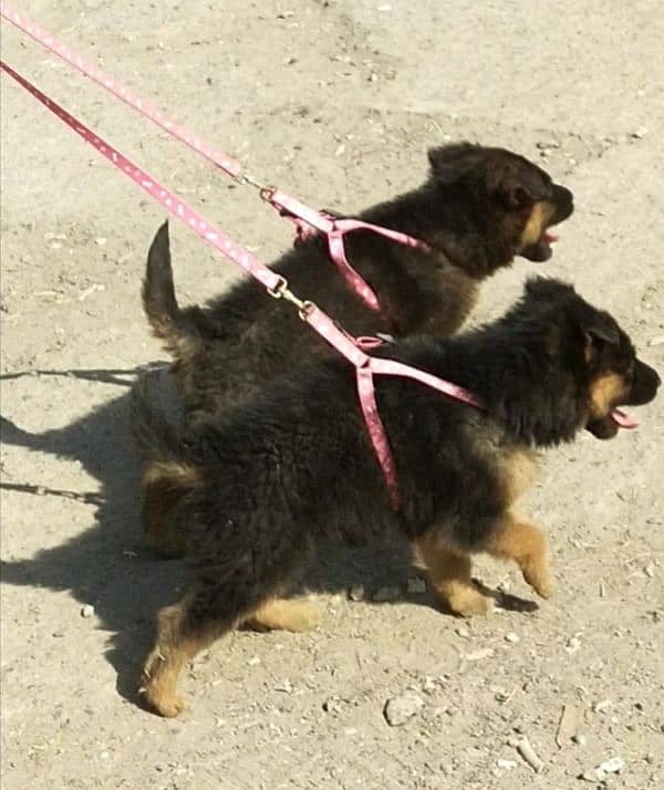 top quality gsd proper long coat pair for sale 1