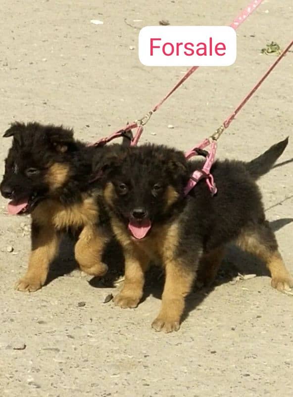 top quality gsd proper long coat pair for sale 2