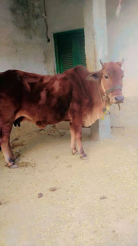 sahiwal Jersey gaban cow sath baccha 0