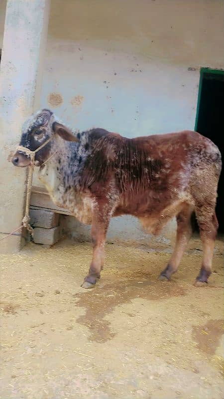 sahiwal Jersey gaban cow sath baccha 2