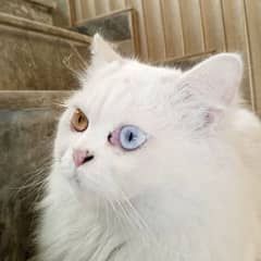 persian cat