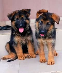 German shepherd puppies Double Coat my WhatsApp number 03407291271