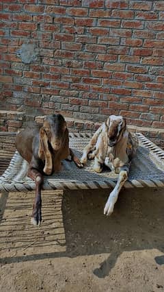 bakra