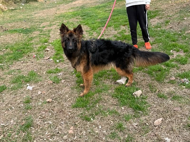 8 months german female 0