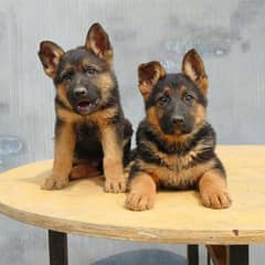 German shepherd puppies Double Coat my WhatsApp number 03407291271