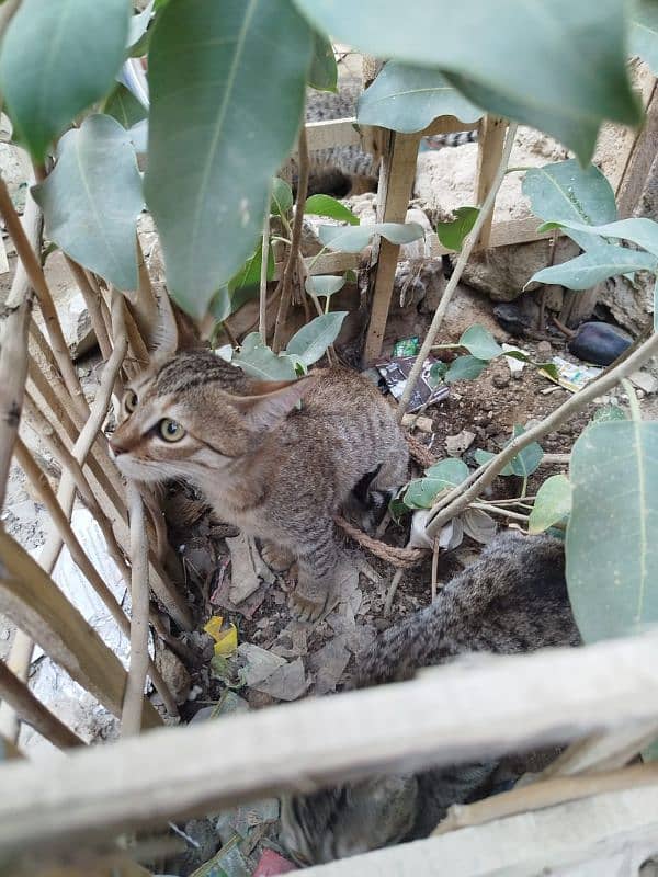 3 female kitten 0