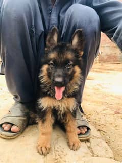 German shepherd puppies Double Coat my WhatsApp number 03407291271