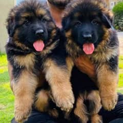 German shepherd puppies Double Coat Whatsapp 03281095994