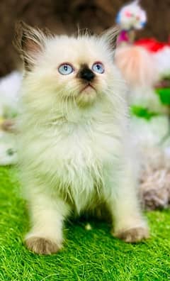 Persian cats | Punch Face cats | Triple Coated cats | Kittens and cats