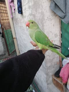 tamed mithu /Cocktail breedr /love birds bredr pair all setup sale