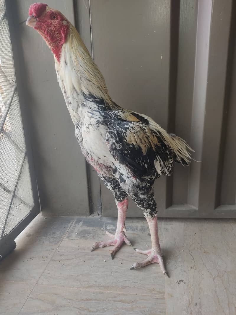 Indian perrot beak aseel patha 3