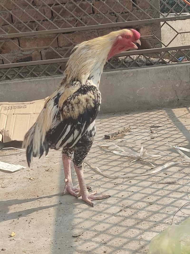 Indian perrot beak aseel patha 5