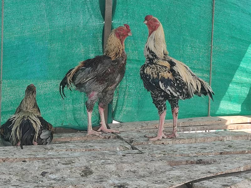 Indian perrot beak aseel patha 8