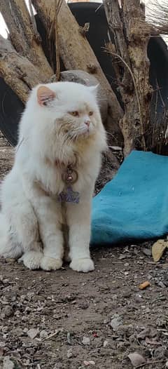 Persian cat punch face like lion