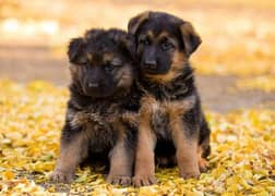 German shepherd puppies Double Coat Whatsapp 03281095994