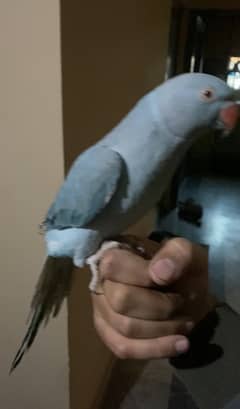 light blue parrot