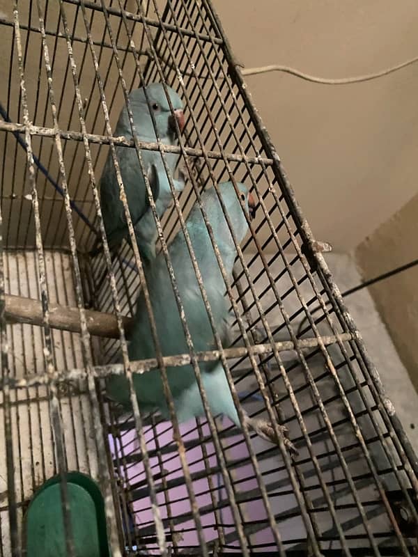 light blue parrot 1