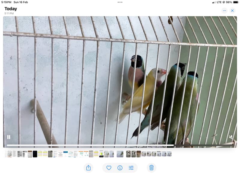 Guldian Finch Breader pairs 1